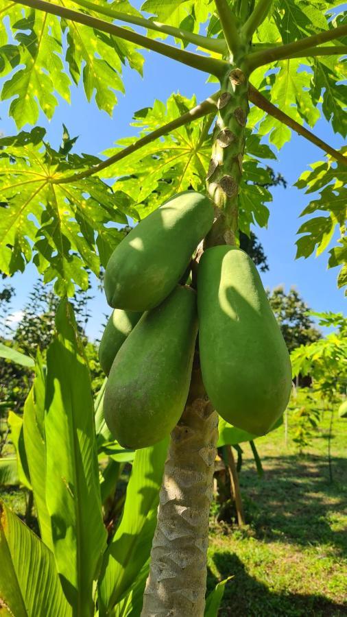 True Nature Chiang Mai - Yoga & Meditation Homestay Retreat Esterno foto