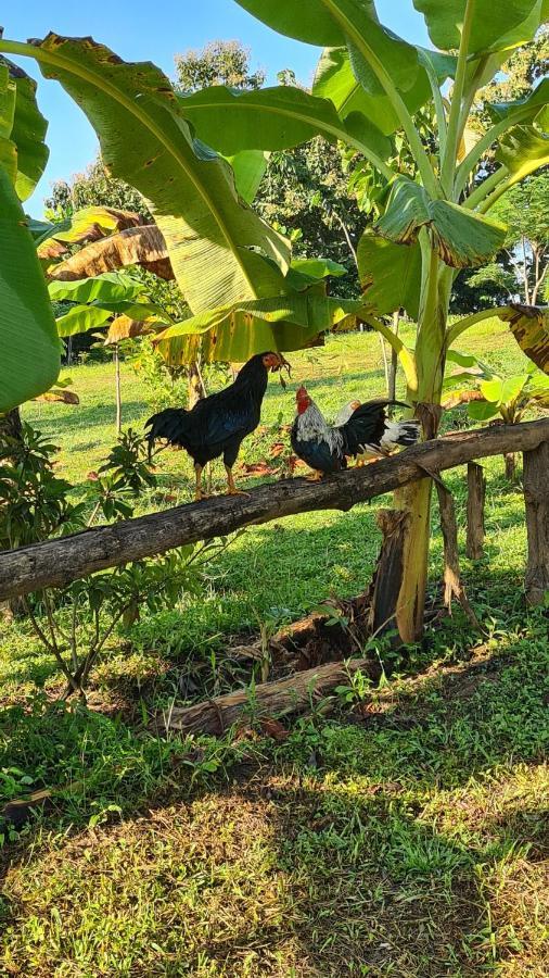 True Nature Chiang Mai - Yoga & Meditation Homestay Retreat Esterno foto